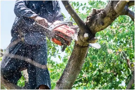 tree services Potter Lake